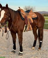 California Ranch Westernsattel CR Definition QH, 16 Zoll, Passform III