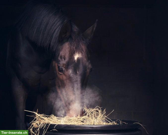 Suche Pensionplatz für Asthma-Pferd, Region Zofingen