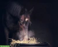 Suche Pensionplatz für Asthma-Pferd, Region Zofingen