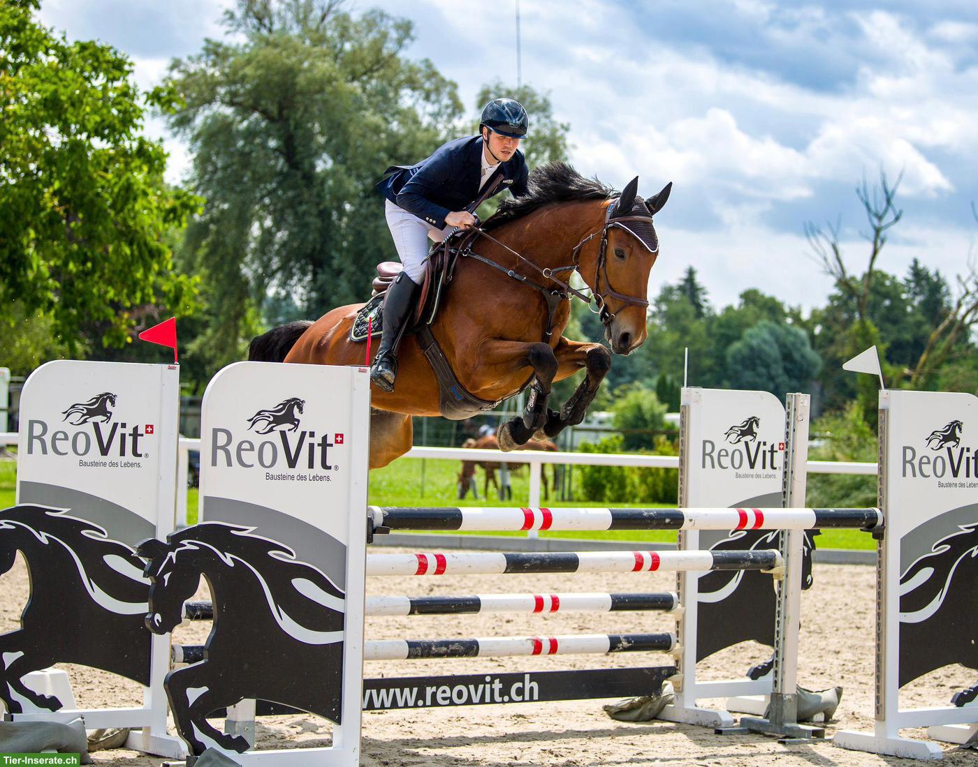 Grosser feinfühliger Irischer-Wallach für Springen und/oder CC