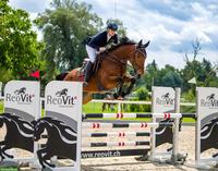 Grosser feinfühliger Irischer-Wallach für Springen und/oder CC