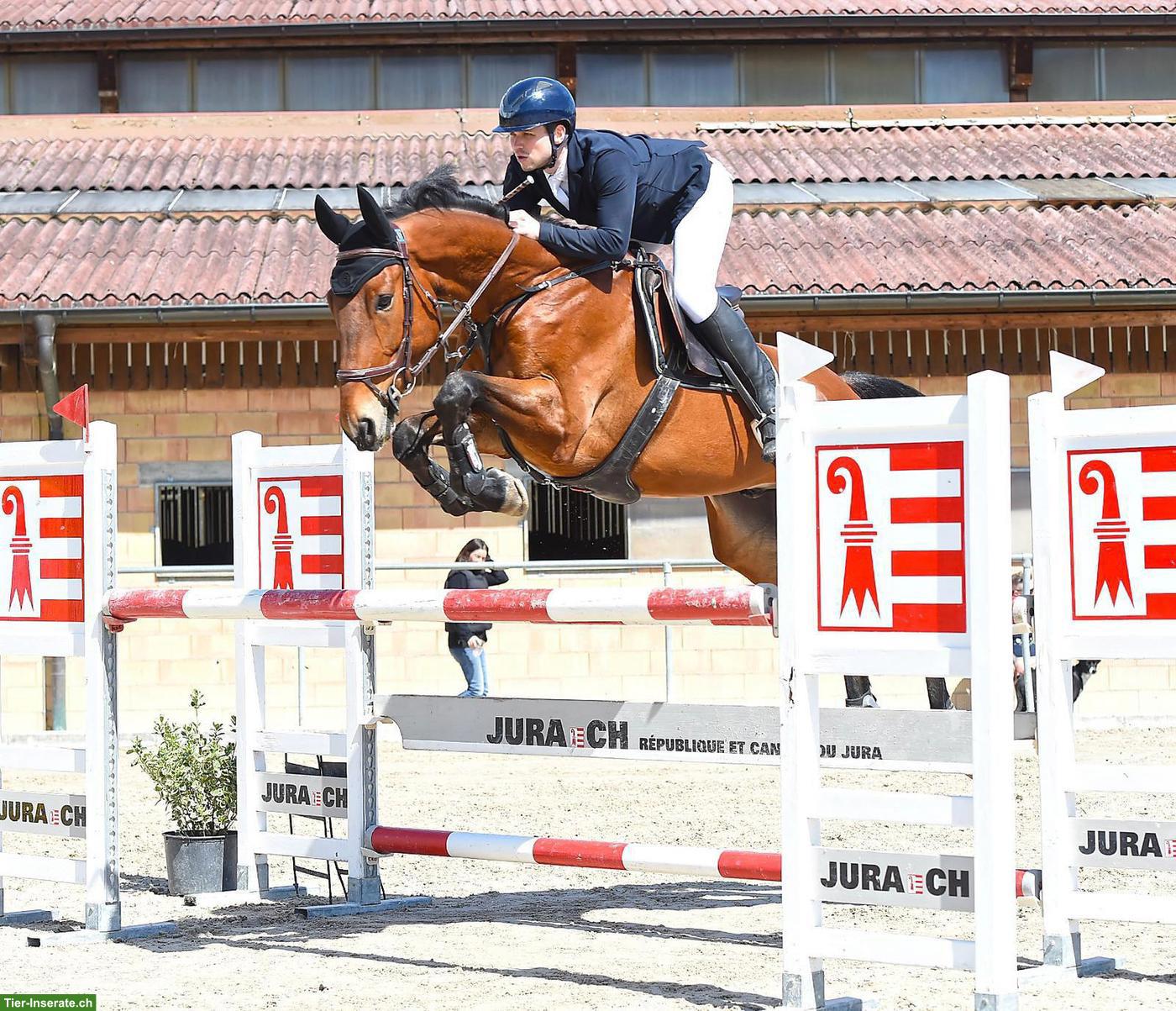 Bild 2: Grosser feinfühliger Irischer-Wallach für Springen und/oder CC