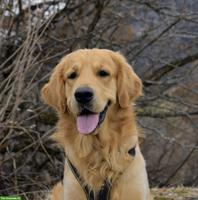 Sonniger Golden Retriever sucht neues Zuhause bei Lieblingsmenschen