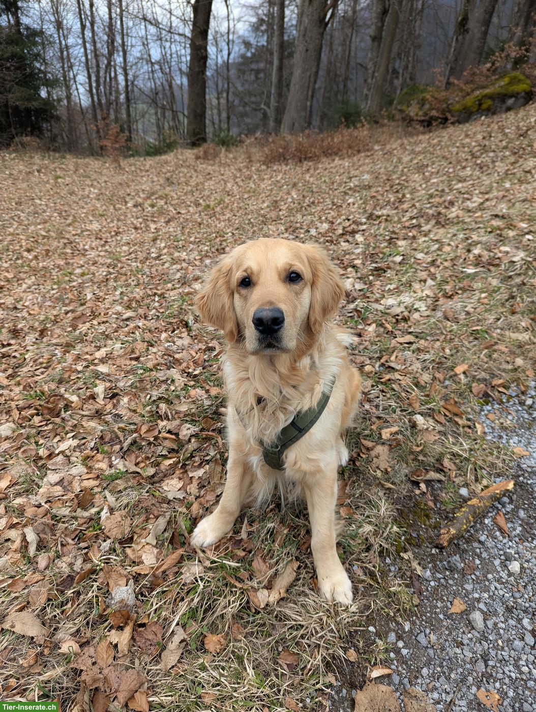 Bild 3: Sonniger Golden Retriever sucht neues Zuhause bei Lieblingsmenschen