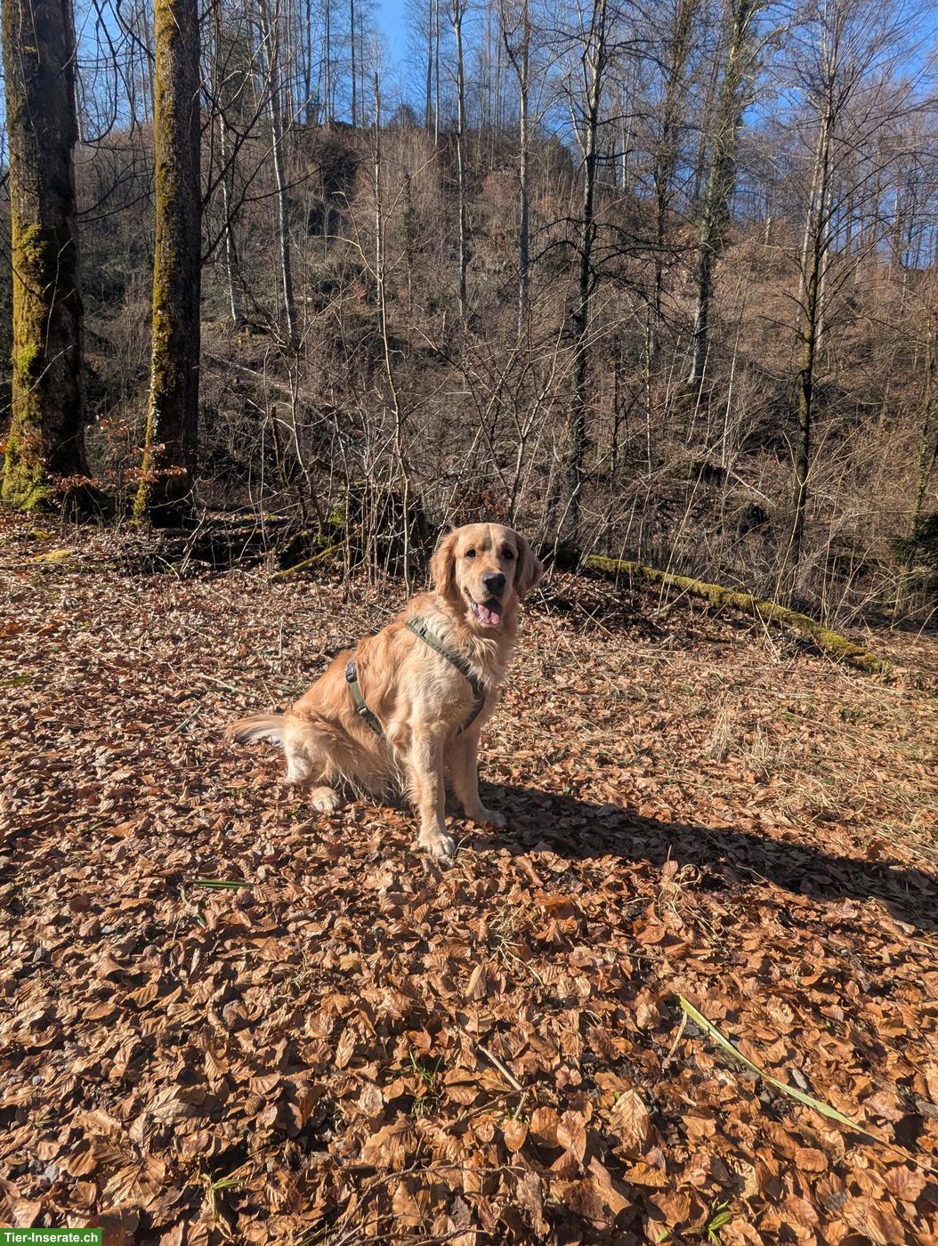 Bild 4: Sonniger Golden Retriever sucht neues Zuhause bei Lieblingsmenschen