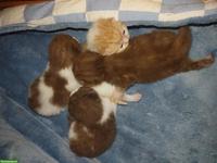 BKH Choclate Kitten, Kätzchen mit Stammbaum