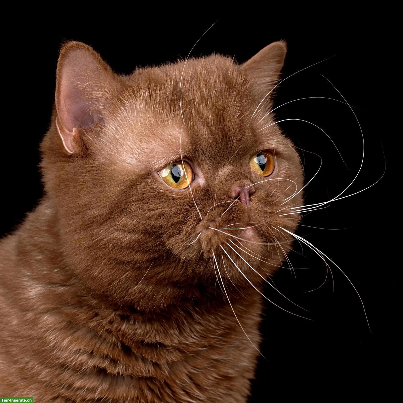 Bild 10: BKH Choclate Kitten, Kätzchen mit Stammbaum