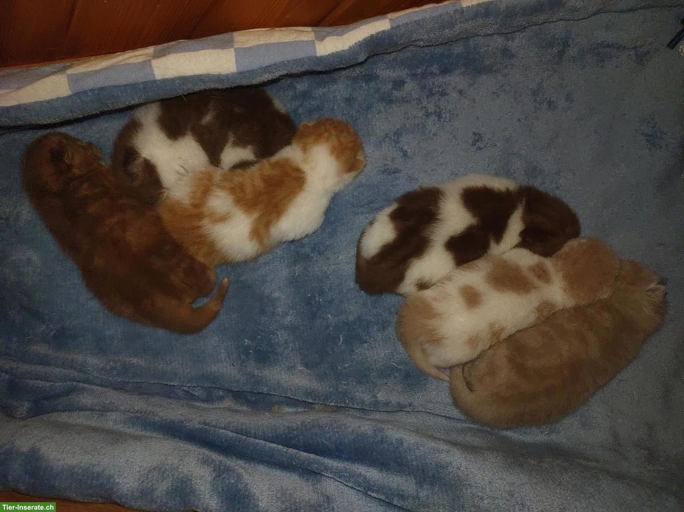 Bild 2: BKH Choclate Kitten, Kätzchen mit Stammbaum