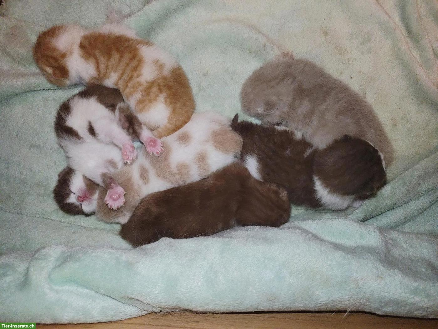 Bild 3: BKH Choclate Kitten, Kätzchen mit Stammbaum