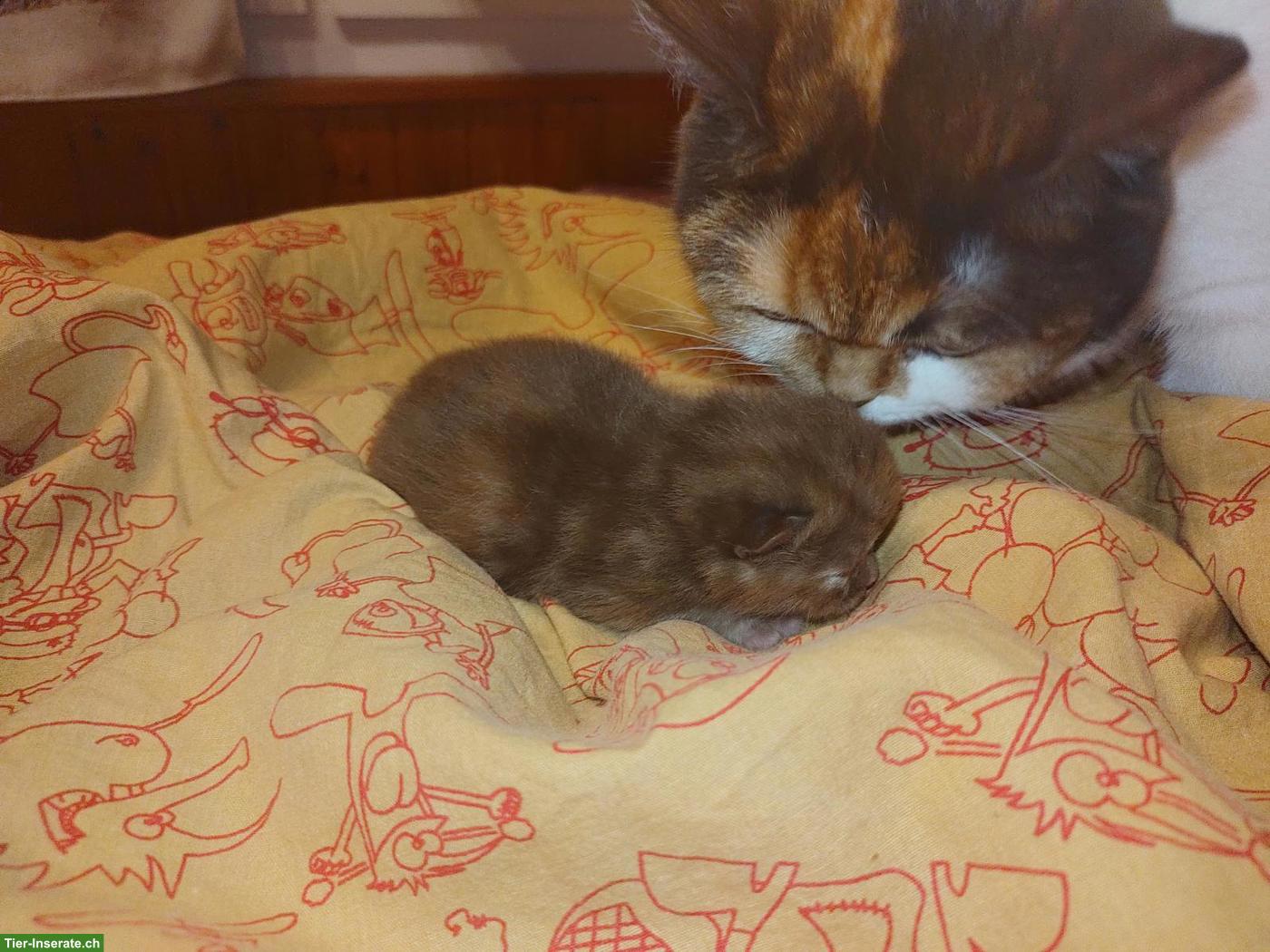 Bild 4: BKH Choclate Kitten, Kätzchen mit Stammbaum