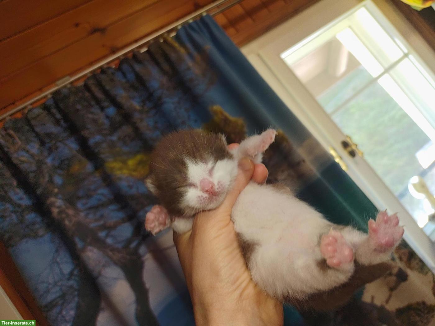 Bild 5: BKH Choclate Kitten, Kätzchen mit Stammbaum