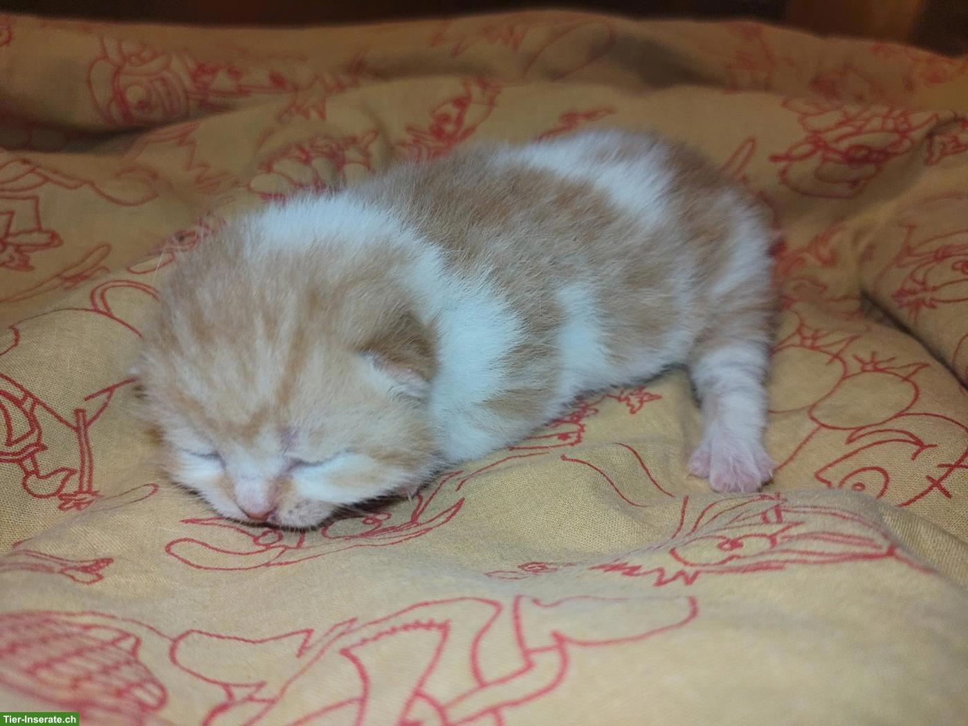 Bild 6: BKH Choclate Kitten, Kätzchen mit Stammbaum