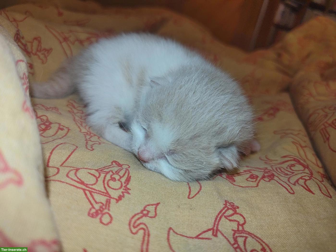 Bild 7: BKH Choclate Kitten, Kätzchen mit Stammbaum