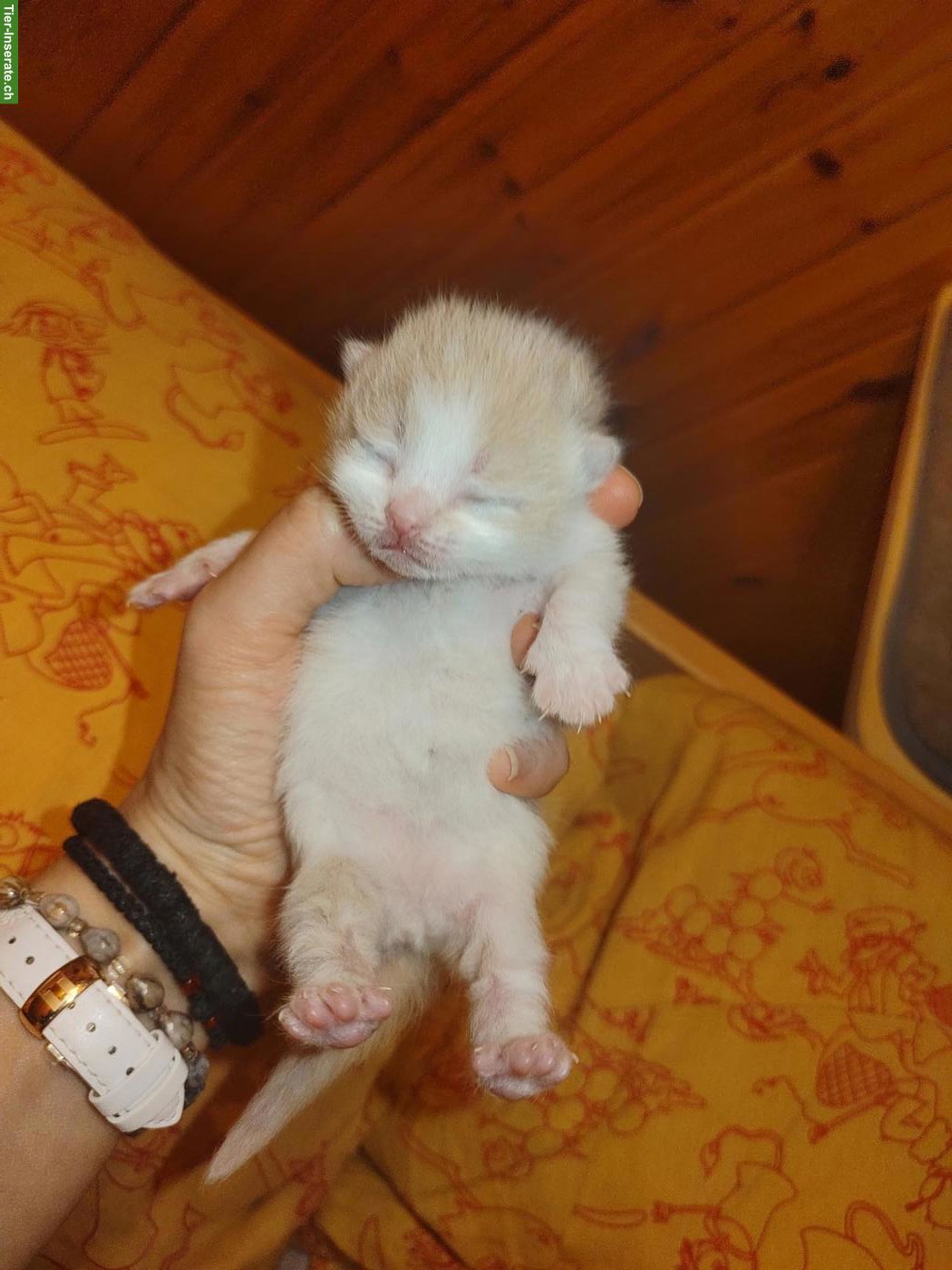 Bild 8: BKH Choclate Kitten, Kätzchen mit Stammbaum