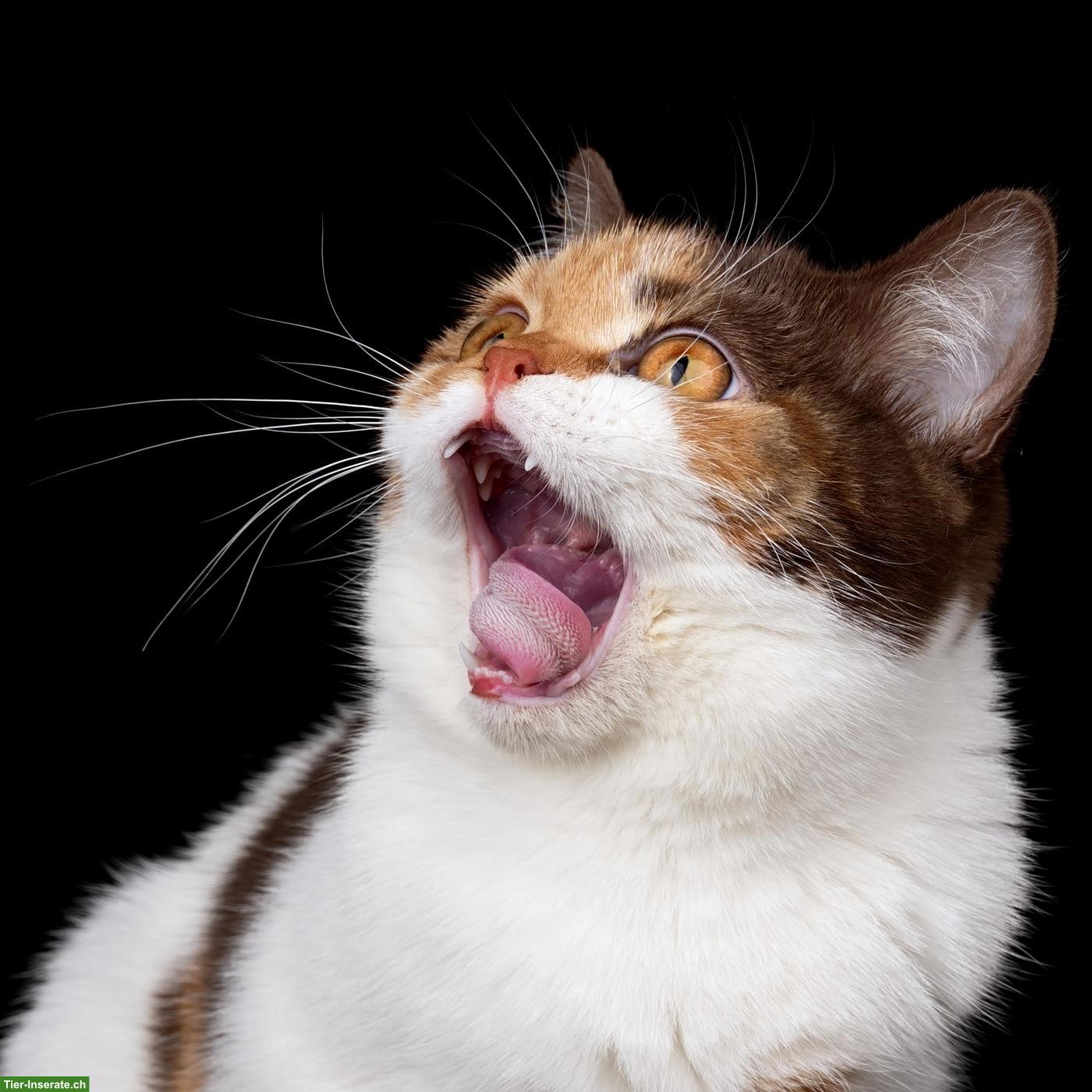 Bild 9: BKH Choclate Kitten, Kätzchen mit Stammbaum