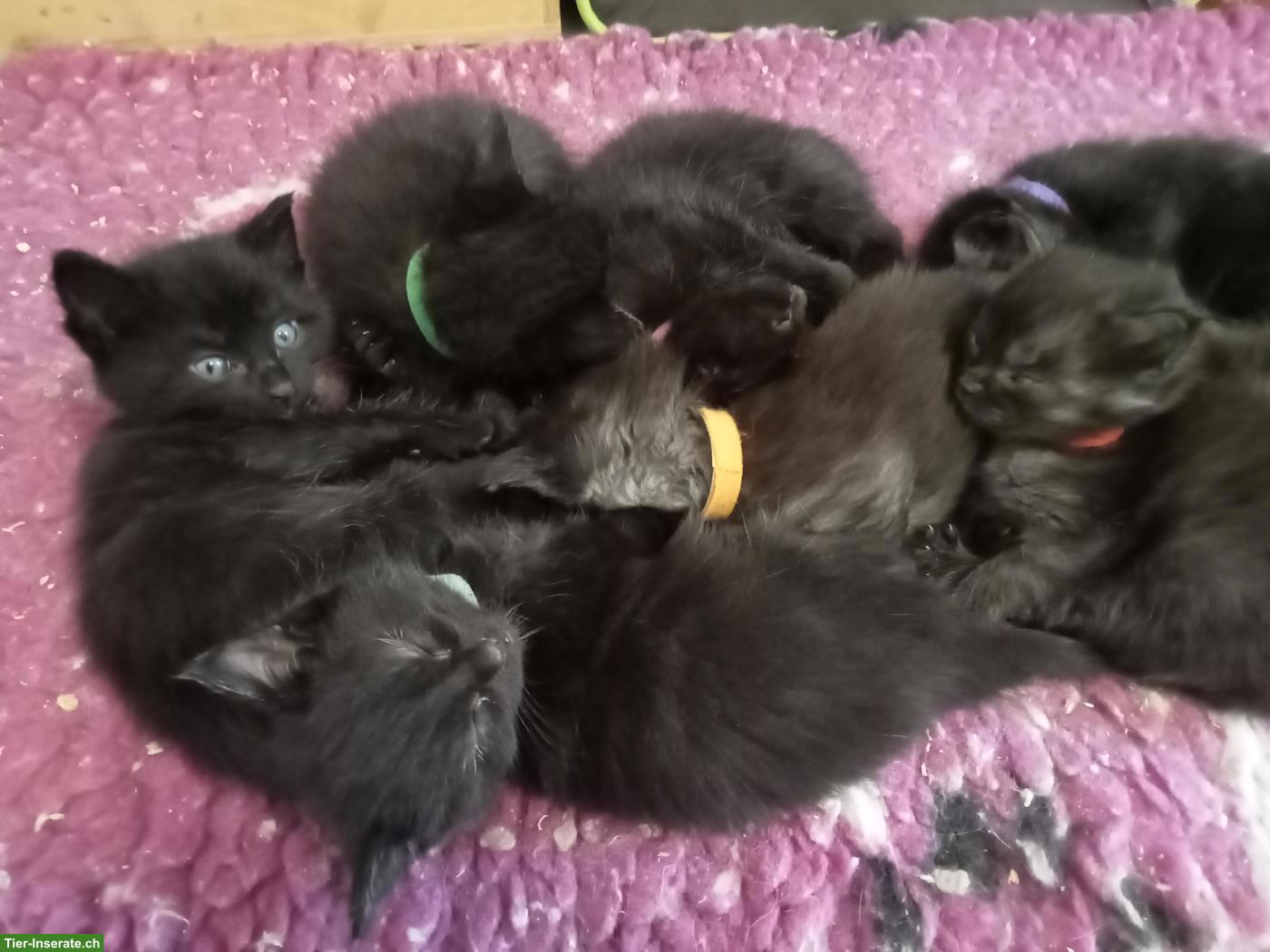 Maine Coon Kitten suchen ein neues Zuhause