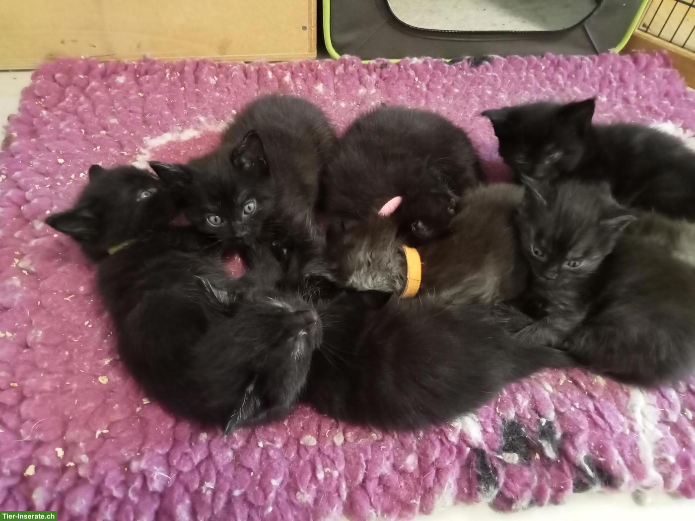 Bild 2: Maine Coon Kitten suchen ein neues Zuhause