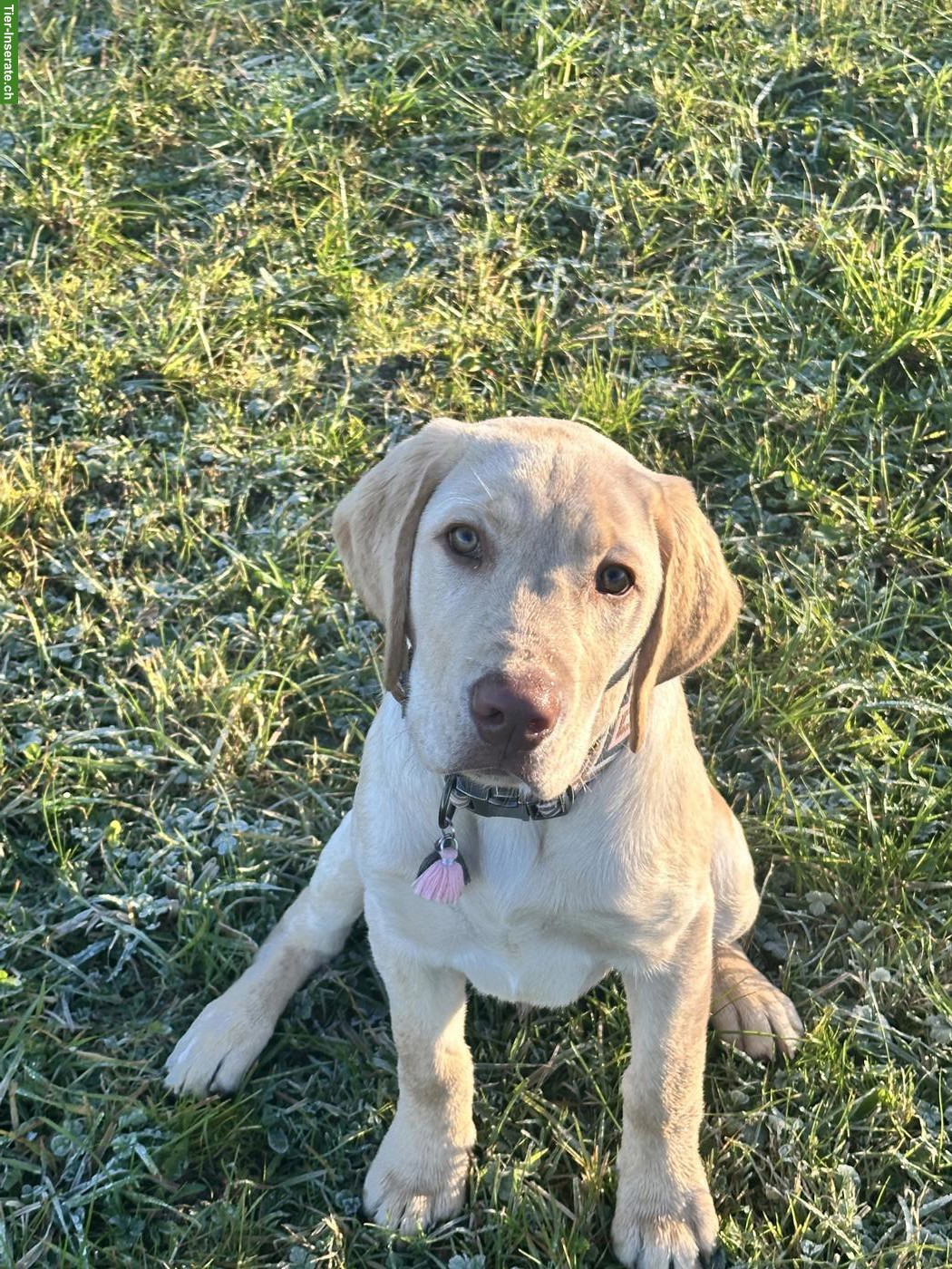 Bild 10: Junger Labrador Rüde, 7 Monate