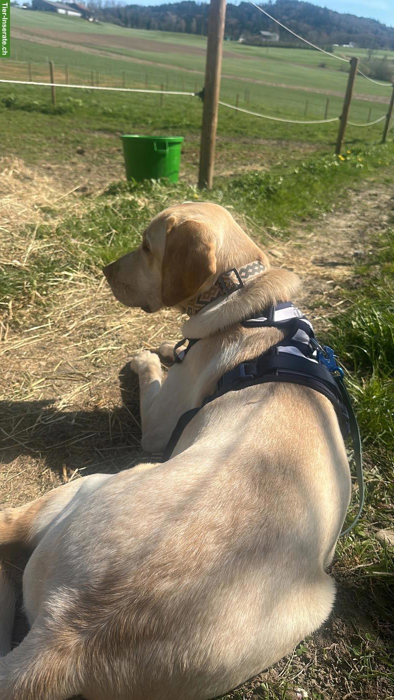 Bild 2: Junger Labrador Rüde, 7 Monate