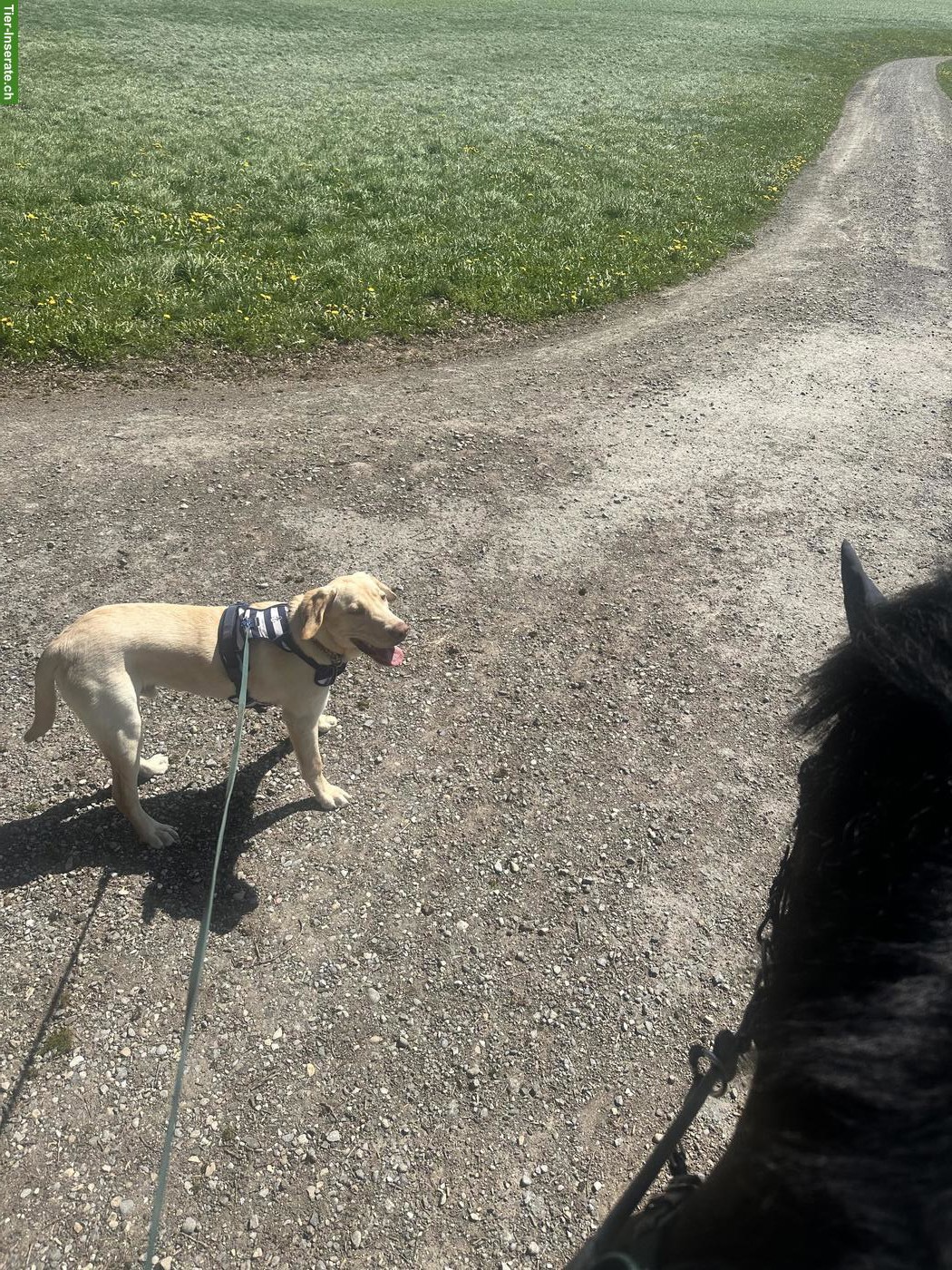 Bild 3: Junger Labrador Rüde, 7 Monate