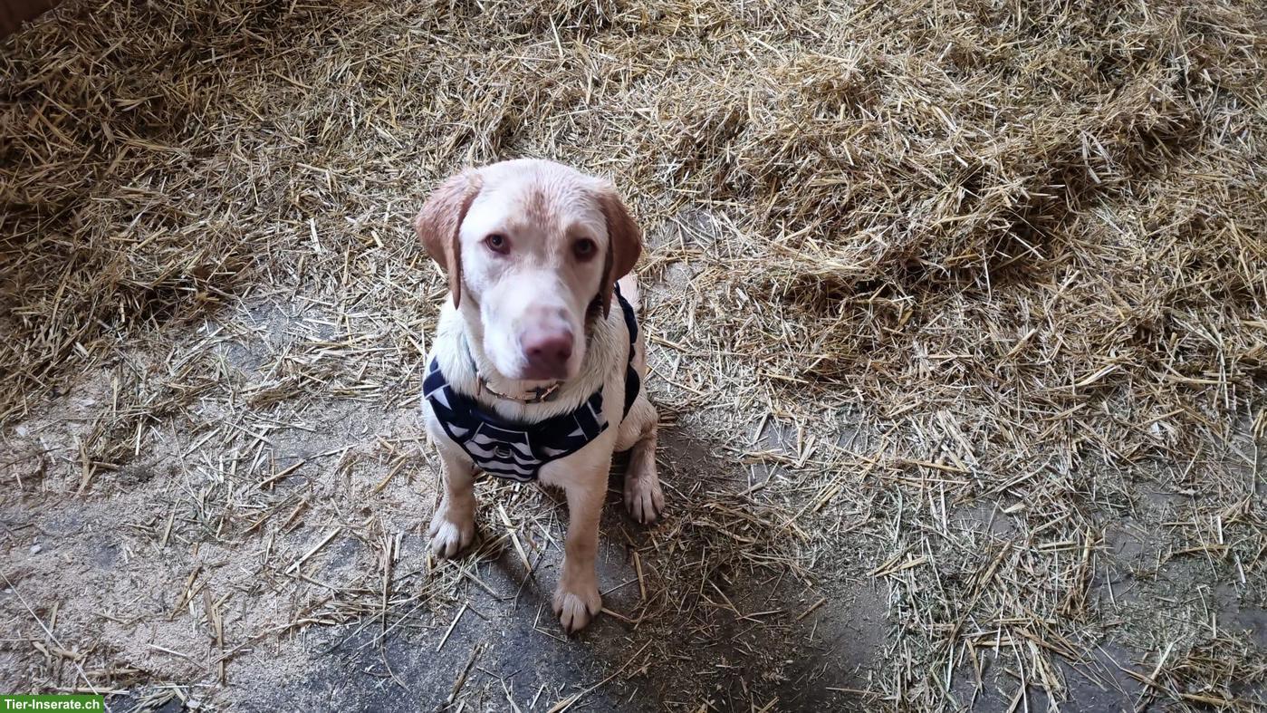 Bild 4: Junger Labrador Rüde, 7 Monate