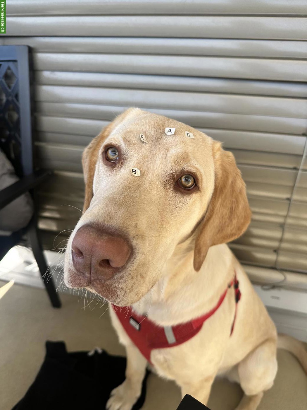 Bild 5: Junger Labrador Rüde, 7 Monate