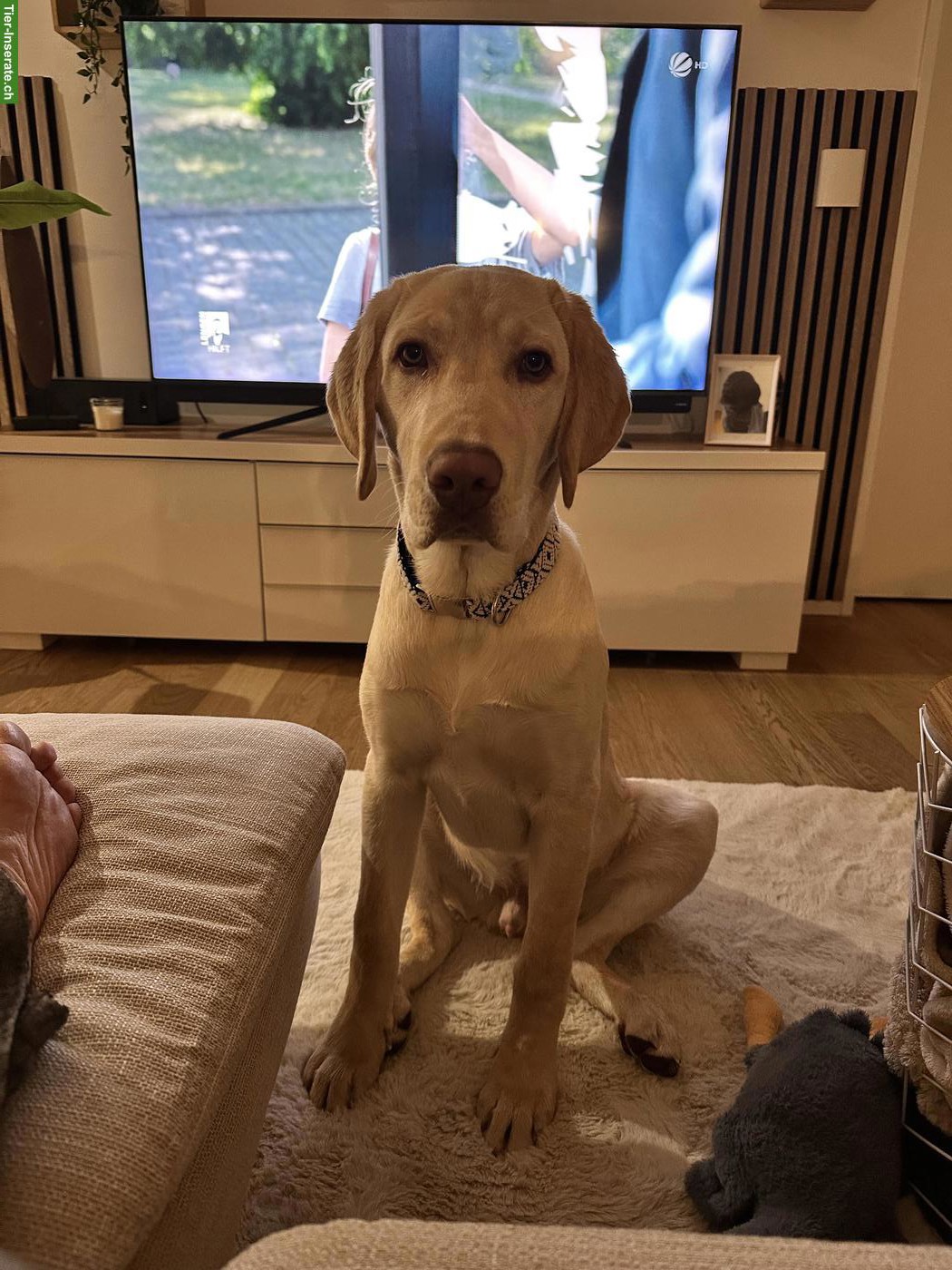 Bild 6: Junger Labrador Rüde, 7 Monate