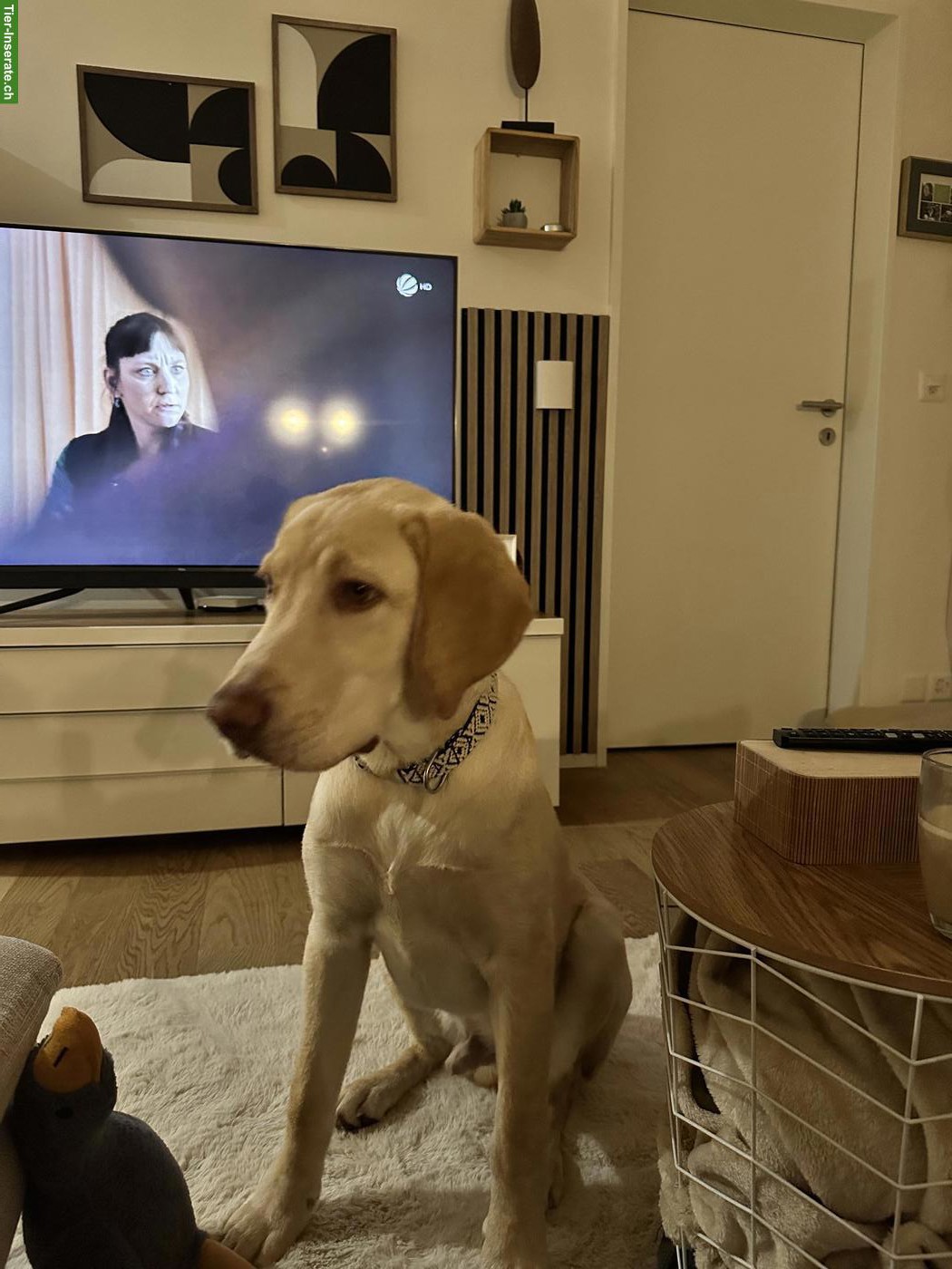 Bild 7: Junger Labrador Rüde, 7 Monate