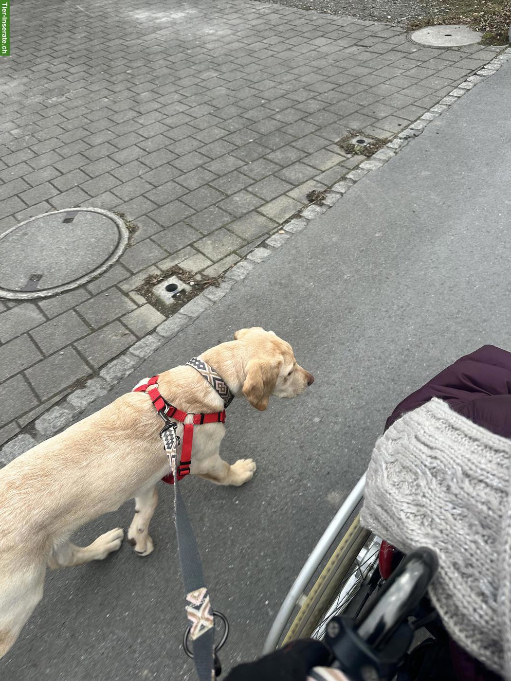 Bild 8: Junger Labrador Rüde, 7 Monate