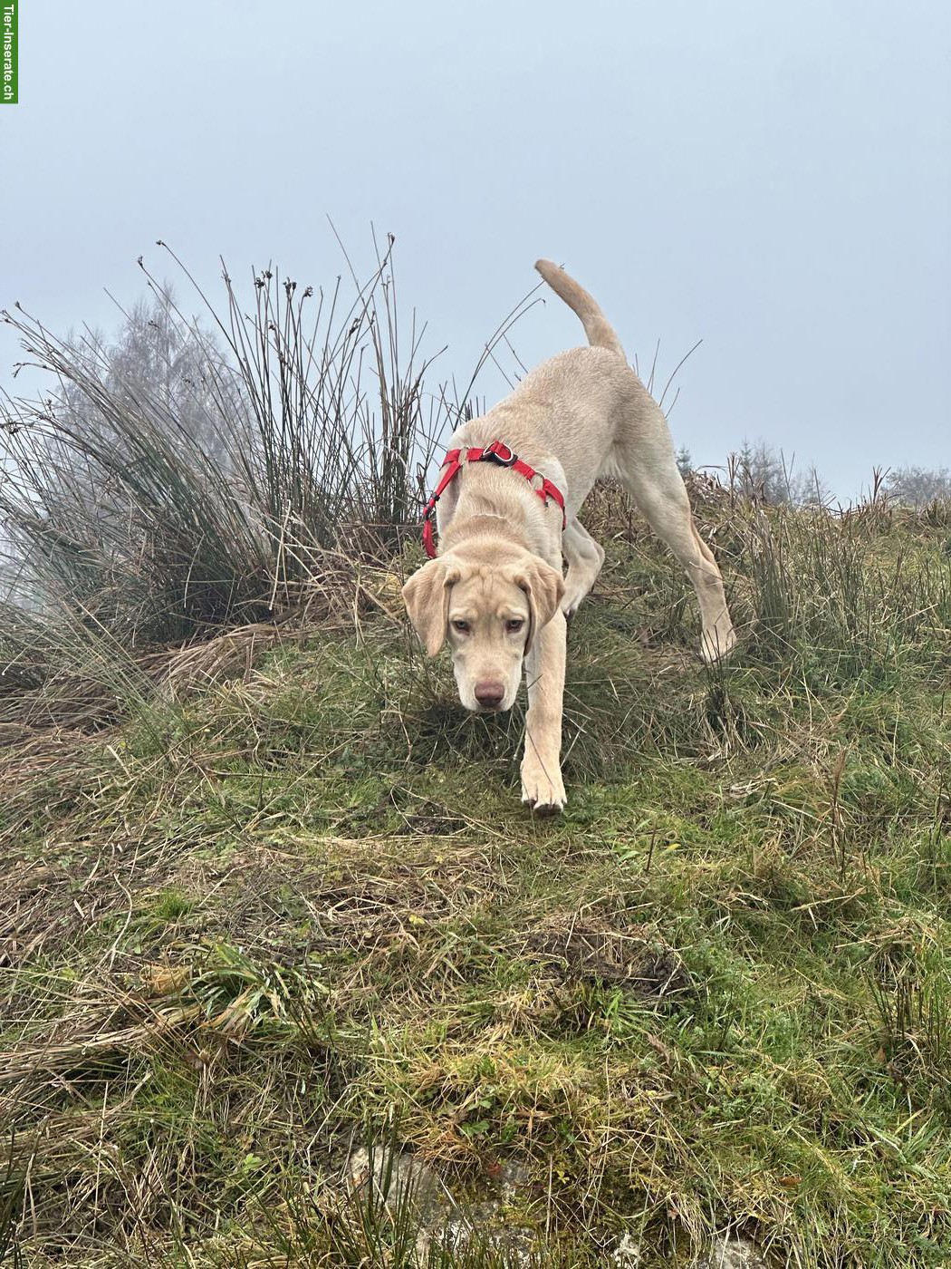 Bild 9: Junger Labrador Rüde, 7 Monate