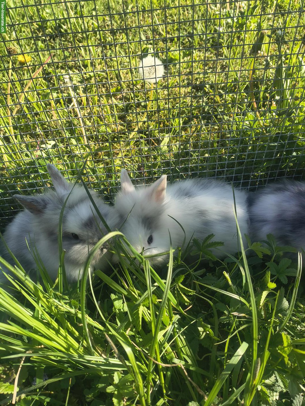 Reinrassige Löwenkopf Zwergkaninchen Jungtiere