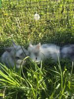 Reinrassige Löwenkopf Zwergkaninchen Jungtiere