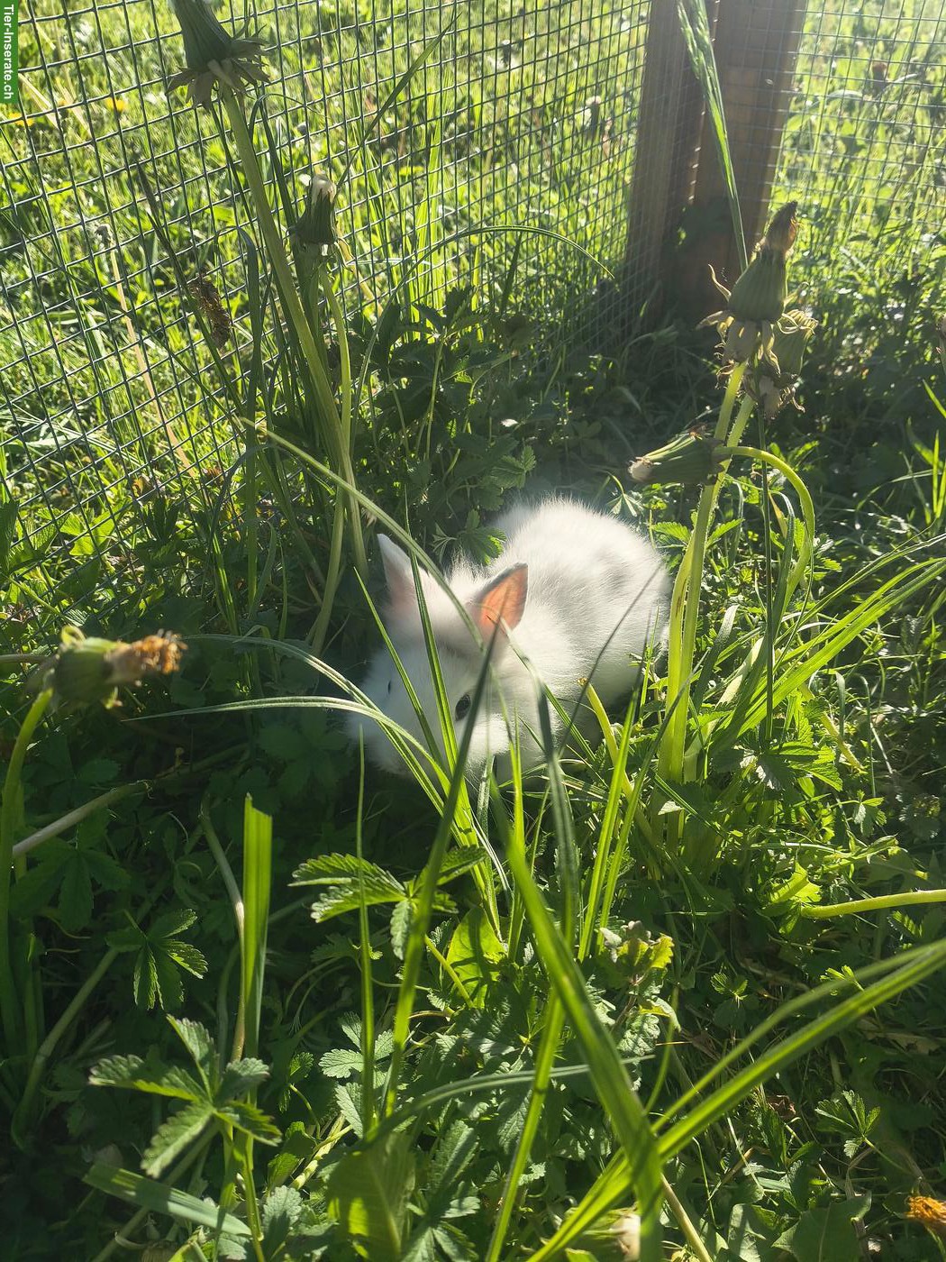 Bild 2: Reinrassige Löwenkopf Zwergkaninchen Jungtiere
