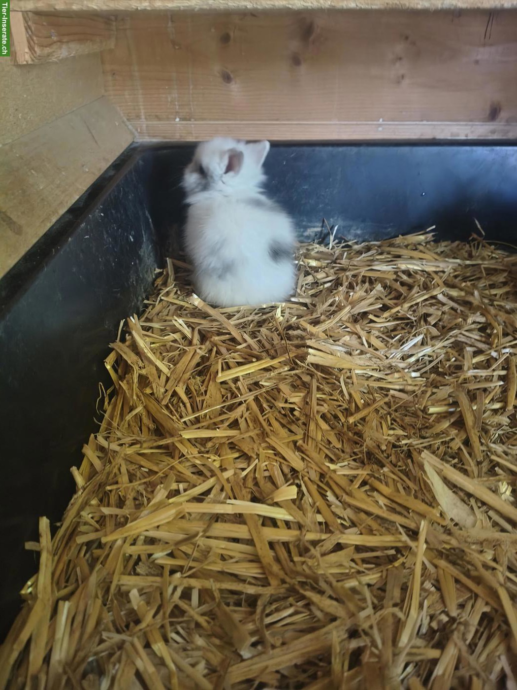 Bild 3: Reinrassige Löwenkopf Zwergkaninchen Jungtiere