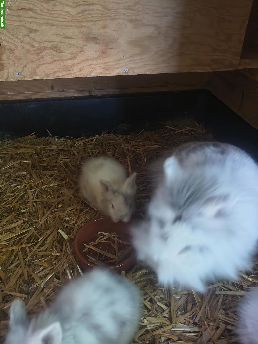 Bild 4: Reinrassige Löwenkopf Zwergkaninchen Jungtiere