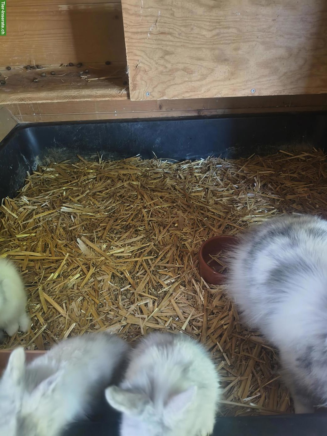 Bild 5: Reinrassige Löwenkopf Zwergkaninchen Jungtiere