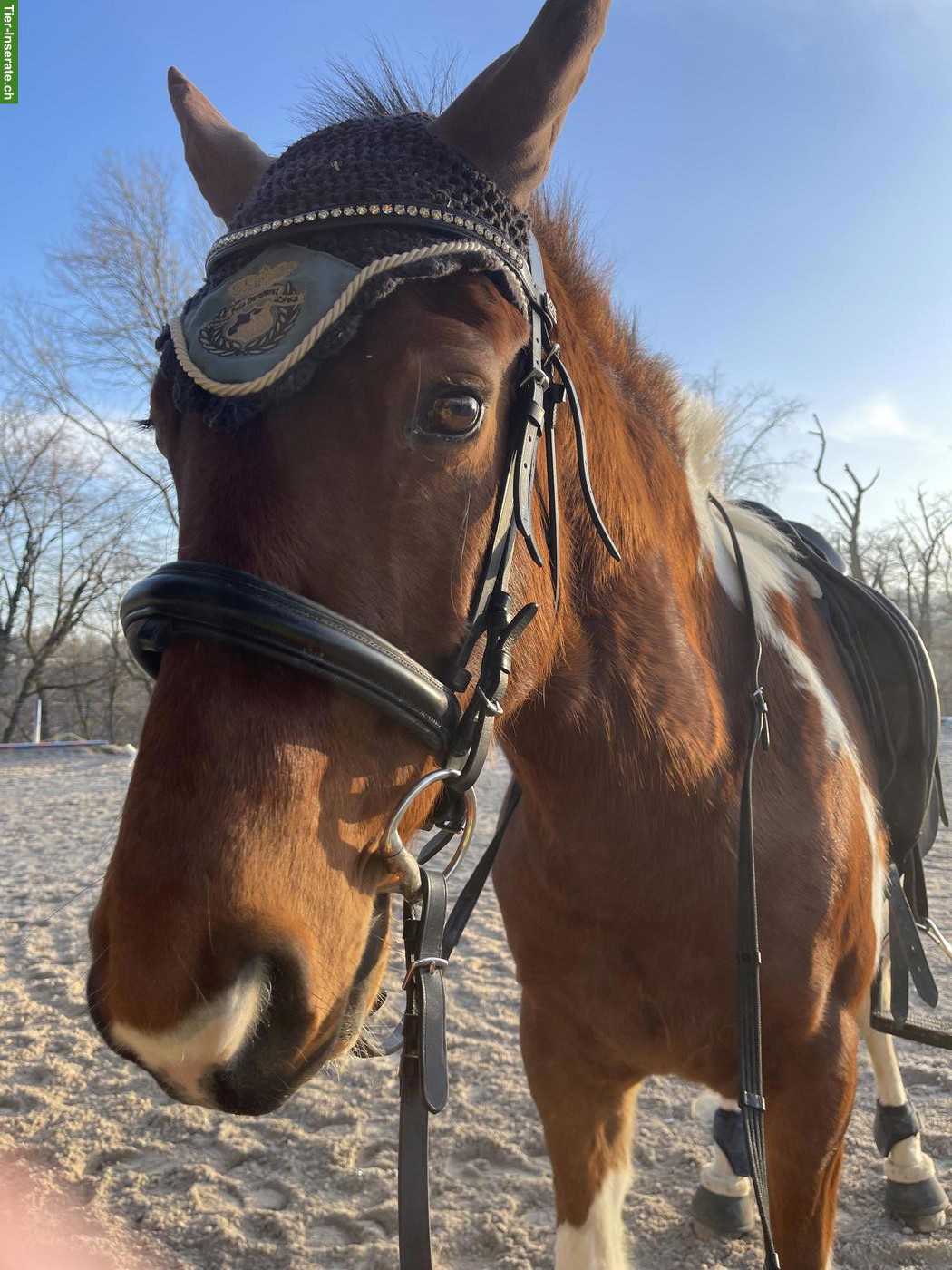 Reitbeteiligung auf tollem Criollo-Wallach in Sissach BL