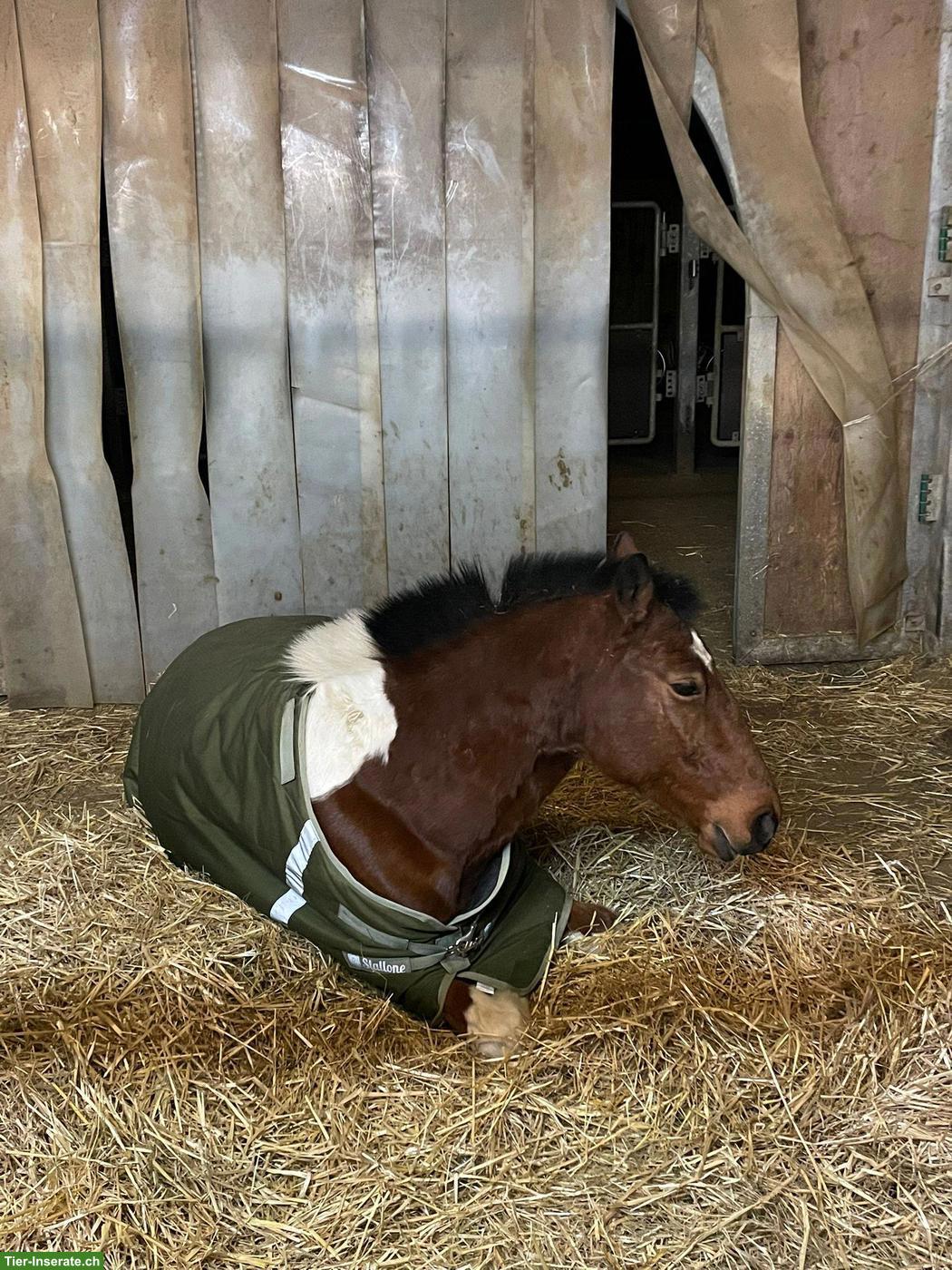 Bild 2: Reitbeteiligung auf tollem Criollo-Wallach in Sissach BL