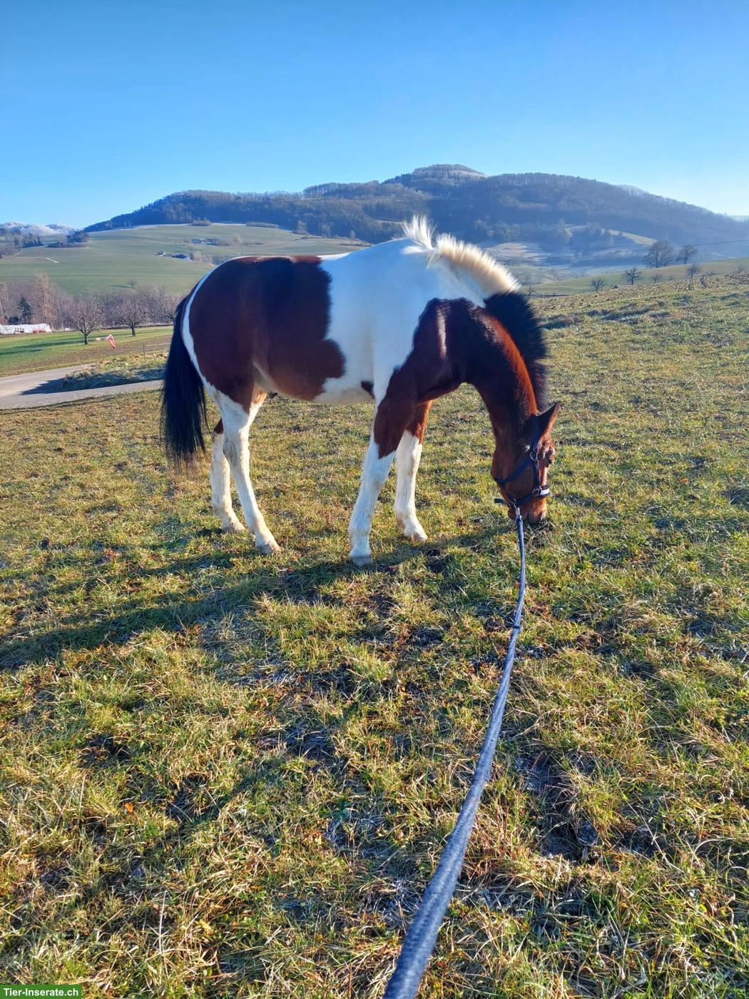 Bild 3: Reitbeteiligung auf tollem Criollo-Wallach in Sissach BL