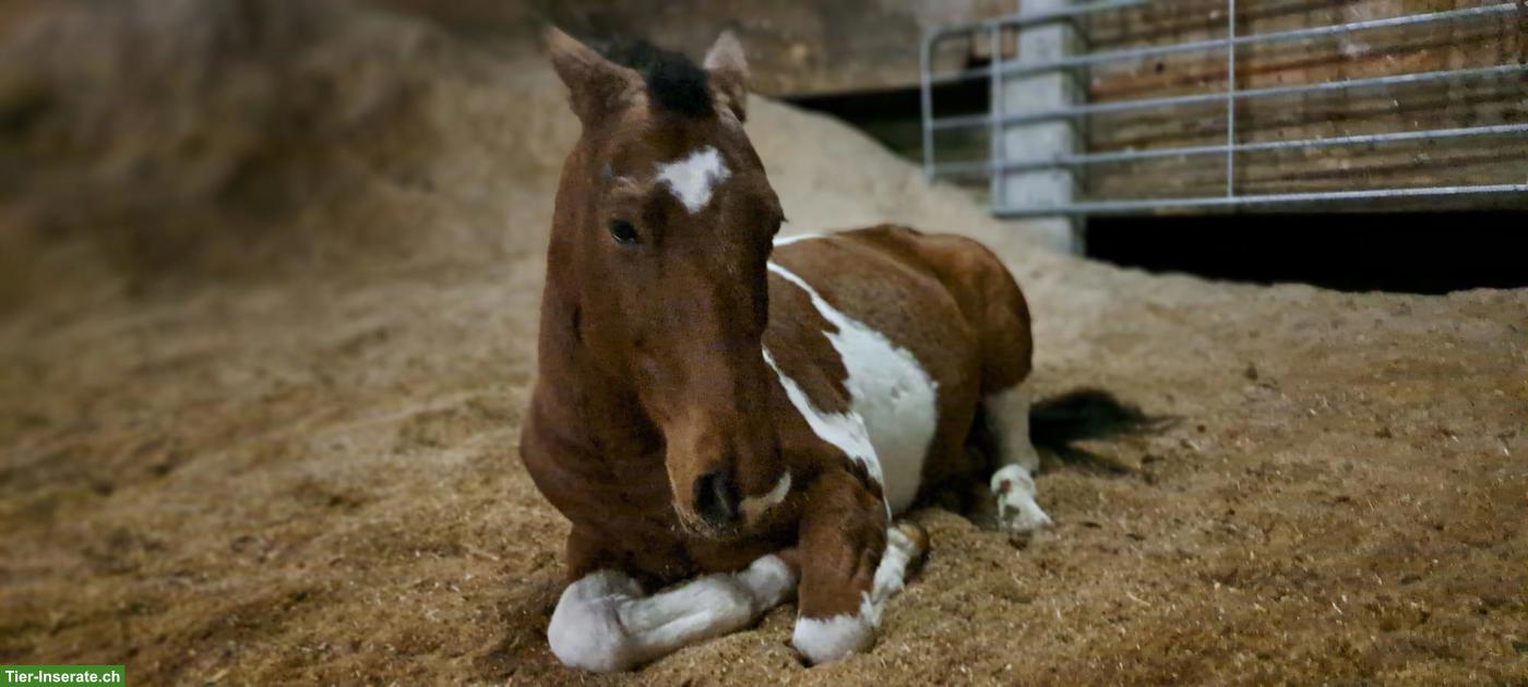 Bild 4: Reitbeteiligung auf tollem Criollo-Wallach in Sissach BL