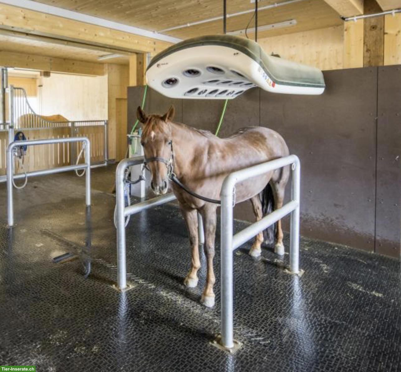 Anbindstangen mit Anbindringen, ideal für Pferdesolarium