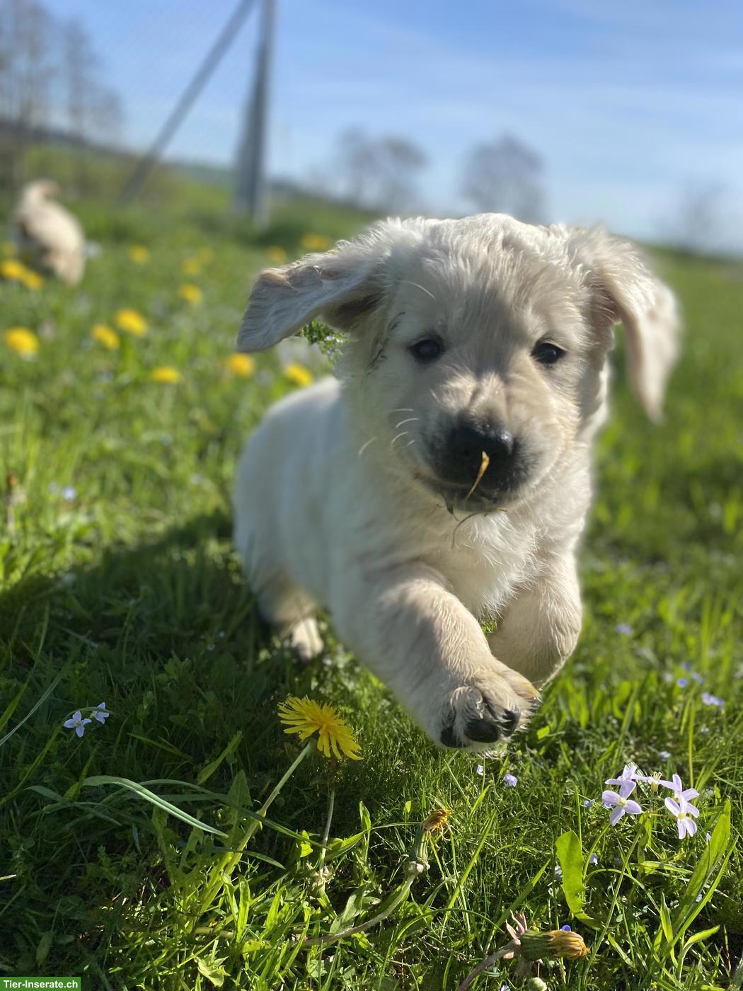 Reinrassiger Golden Retriever Welpe, Rüde
