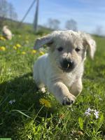 Reinrassiger Golden Retriever Welpe, Rüde