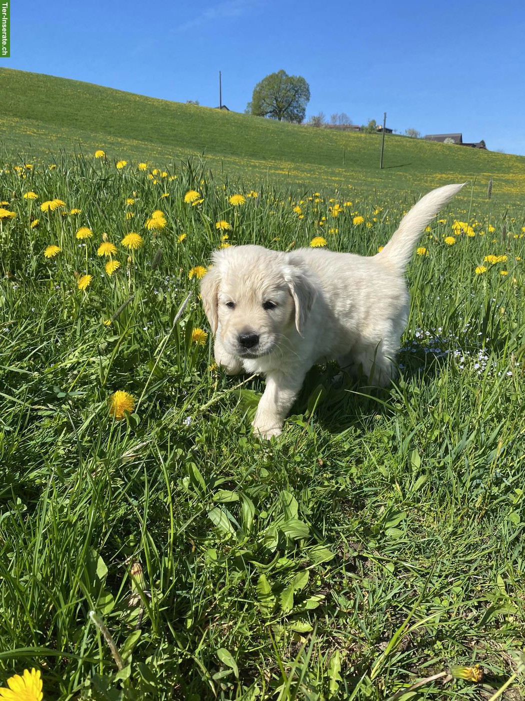 Bild 2: Reinrassiger Golden Retriever Welpe, Rüde