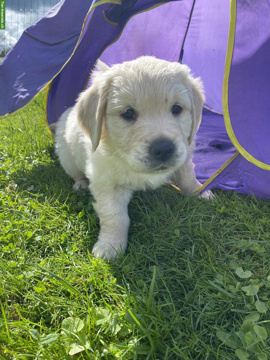 Bild 3: Reinrassiger Golden Retriever Welpe, Rüde