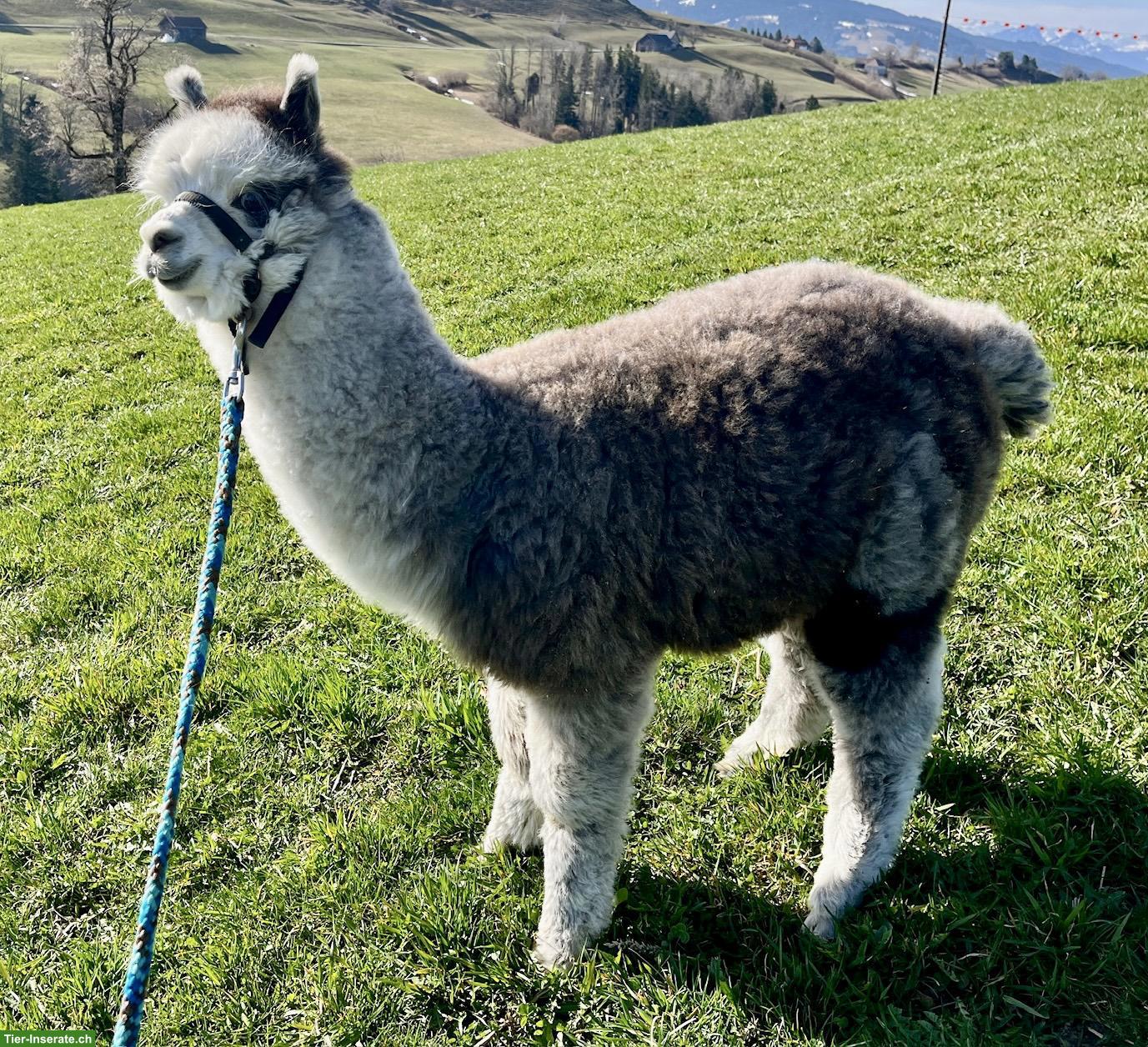 Huacaya-Alpaka Junghengst „Yakari“, dunkelsilbergrau