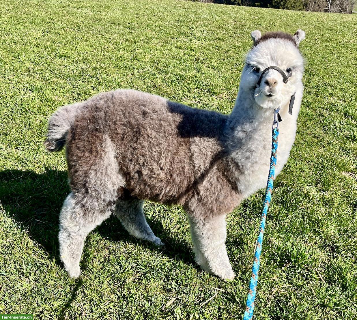 Bild 2: Huacaya-Alpaka Junghengst „Yakari“, dunkelsilbergrau