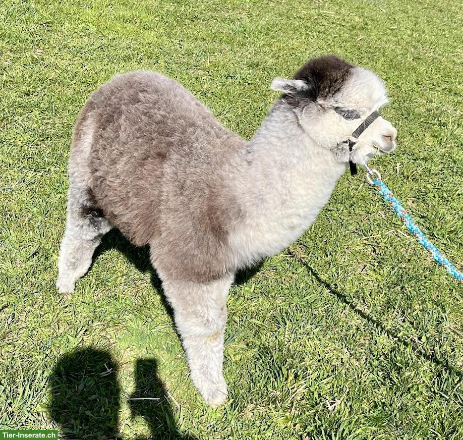 Bild 3: Huacaya-Alpaka Junghengst „Yakari“, dunkelsilbergrau