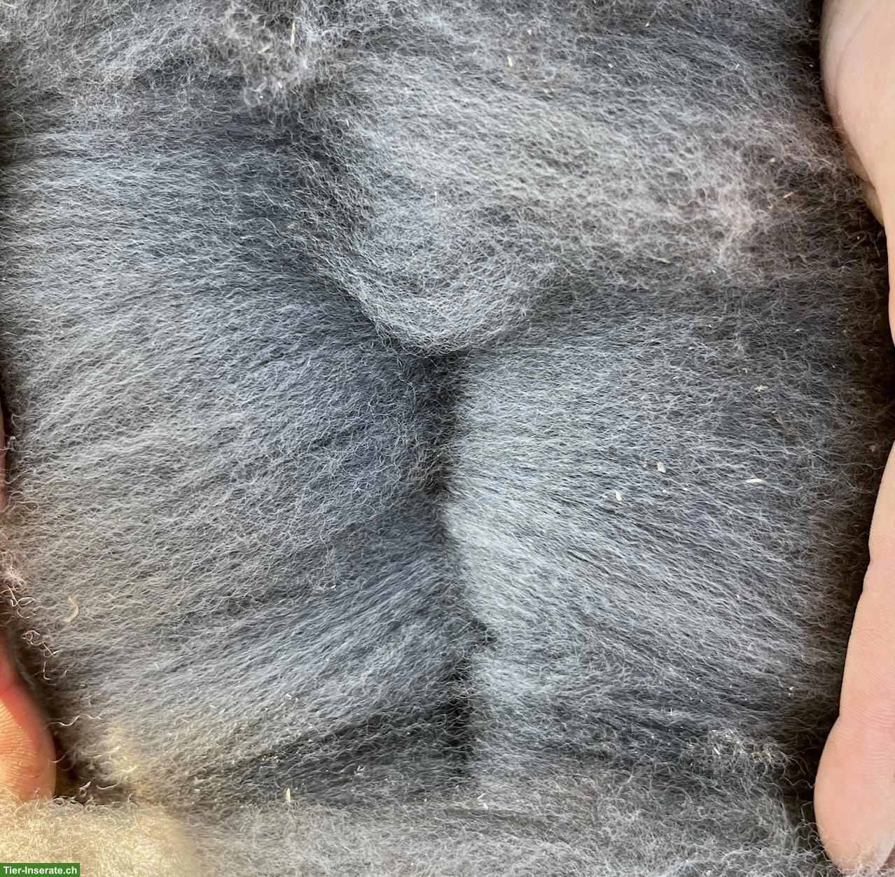 Bild 4: Huacaya-Alpaka Junghengst „Yakari“, dunkelsilbergrau