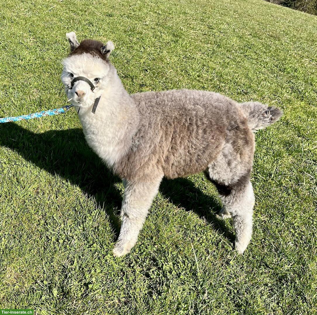 Bild 5: Huacaya-Alpaka Junghengst „Yakari“, dunkelsilbergrau